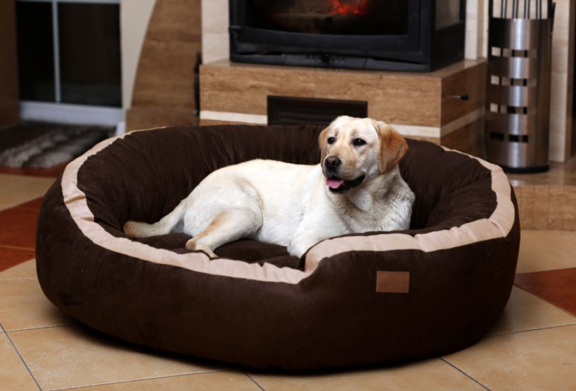 squishmallow dog bed